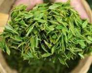 茶樹產(chǎn)量高嗎？一畝產(chǎn)多少斤？